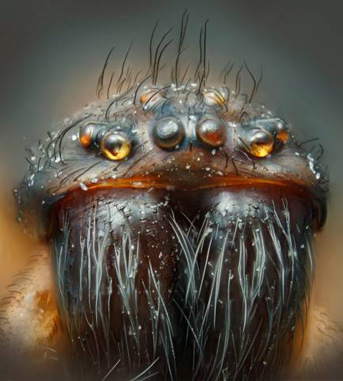 photomicrography